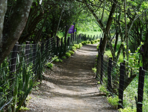 naturaleza paseo