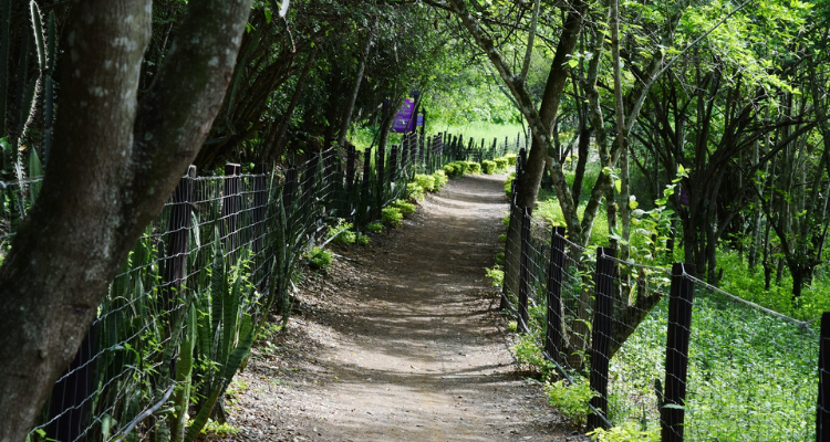 naturaleza paseo